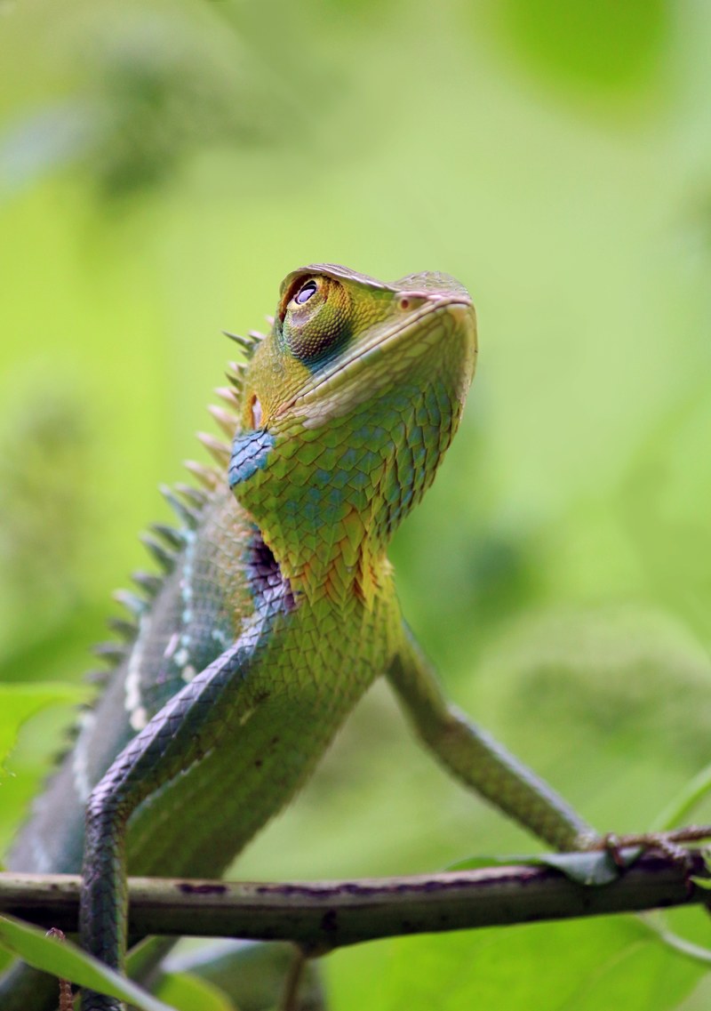 peaceful chameleon 4k