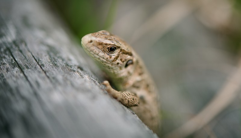 close up wildlife lizard and focal point 4k