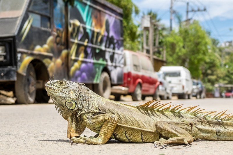a reptile crossing a street on a sunny day beside a painted black van and a row of cars, iguana on asphalt 4k