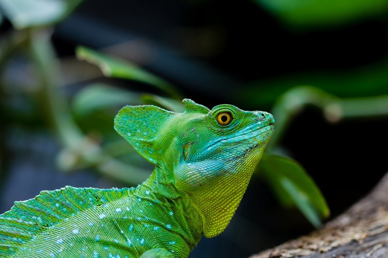 lizard reptile amphibian and green 4k