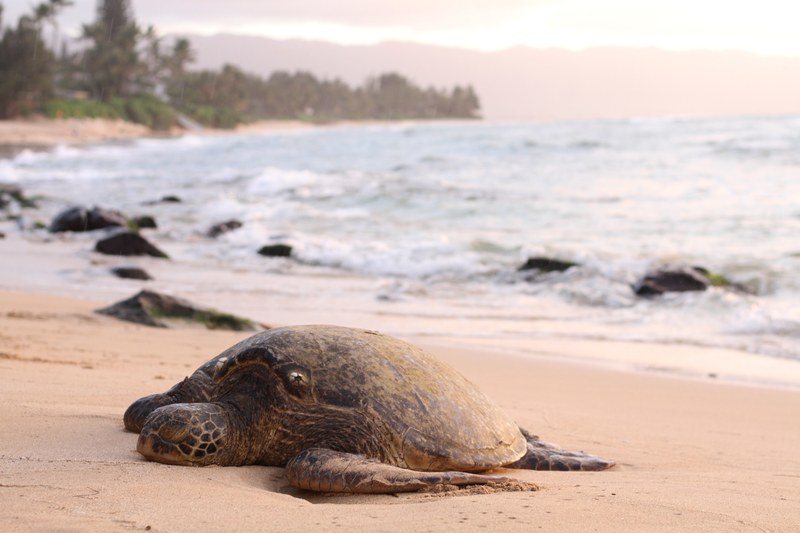big turtle on the sand beach by the ocean, big turtle on sand beach 4k