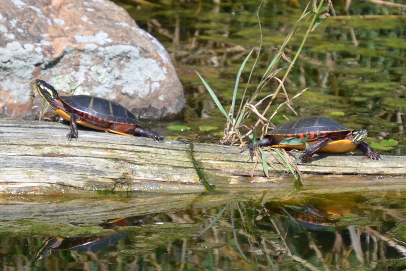 water snake life crustacean and forest 4k
