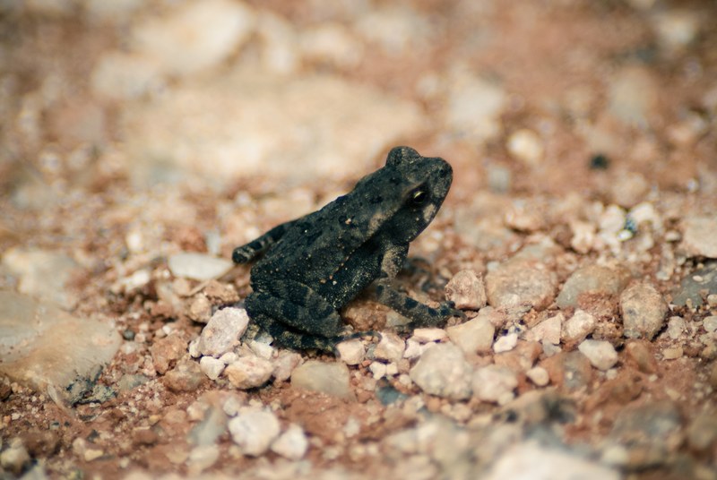 a close up of a dark green frog sitting on the gravel, frog on gravel 4k