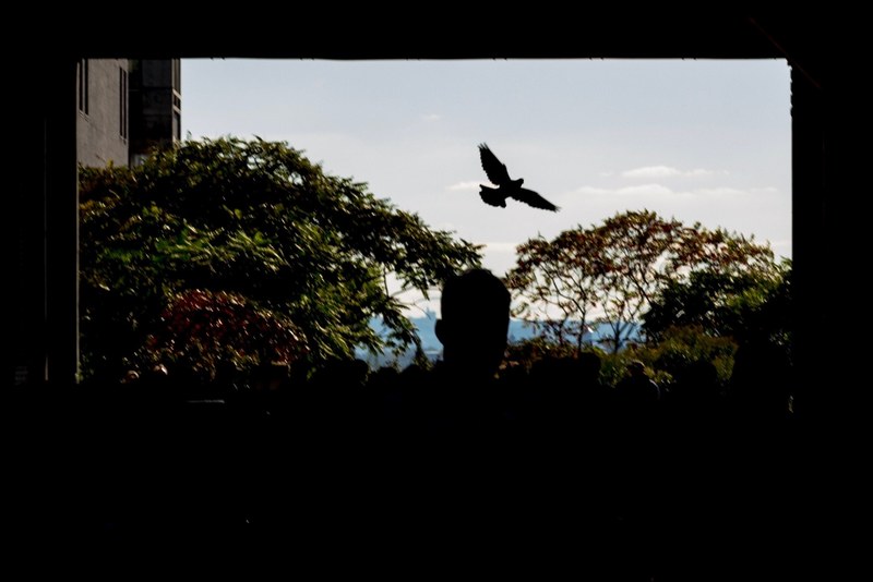 bird in the frame 4k