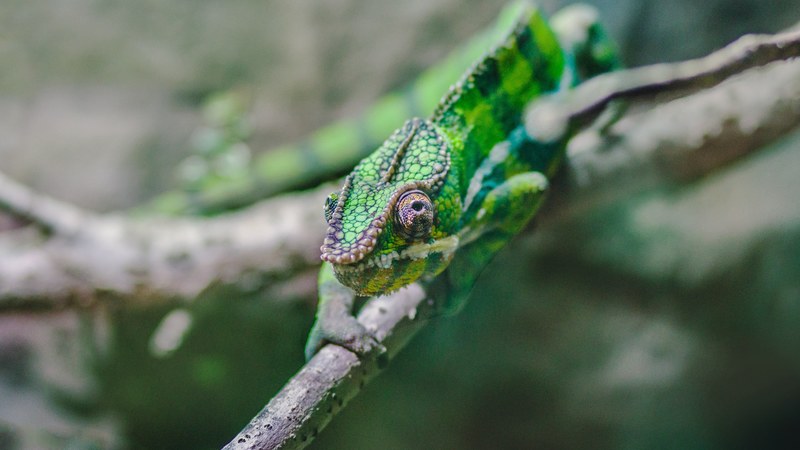 green chameleon perched on a tree branch, lizard in the wild 4k