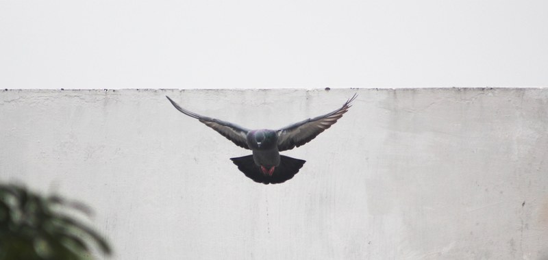 bird wings flying and feathers 4k