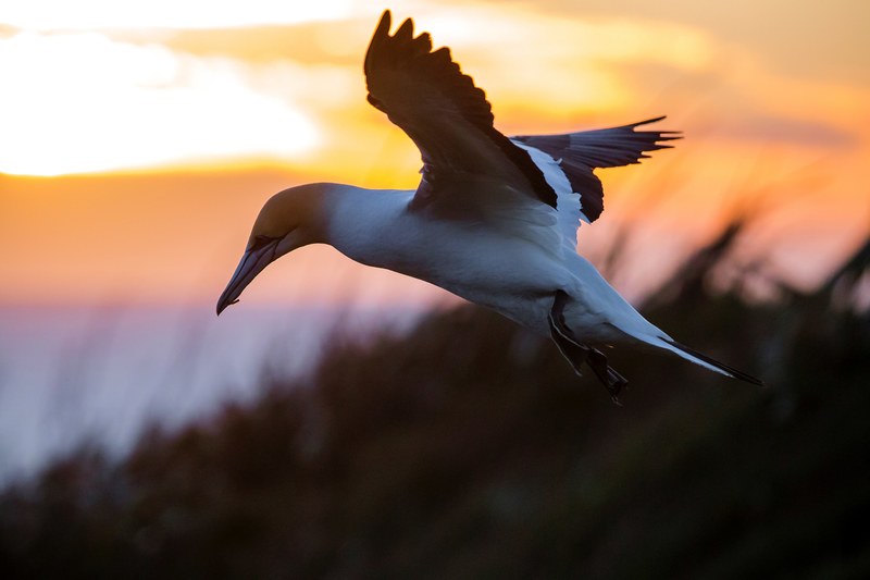 muriwai gannet colony 4k