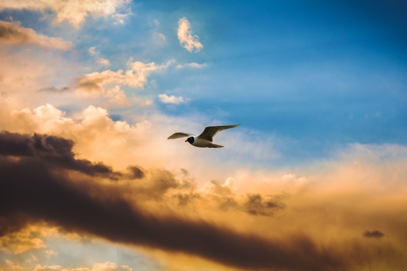bird sky flying and wings 4k