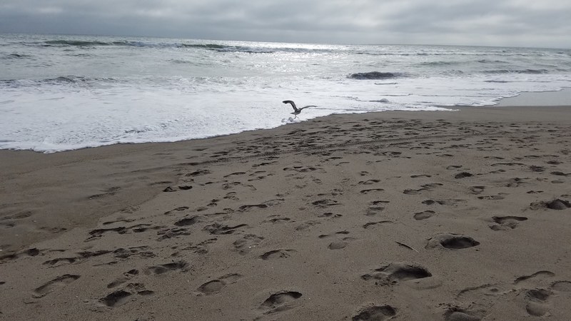 sand wafe ocean and bird 4k