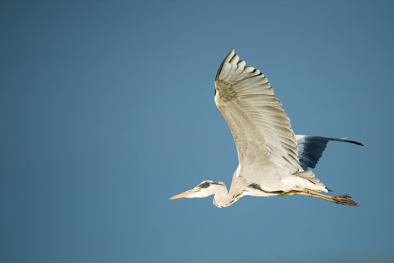 bird heron wild and feathers 4k
