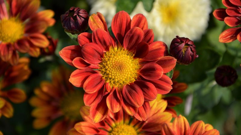 chrysanthemum, flower, petals, 4k