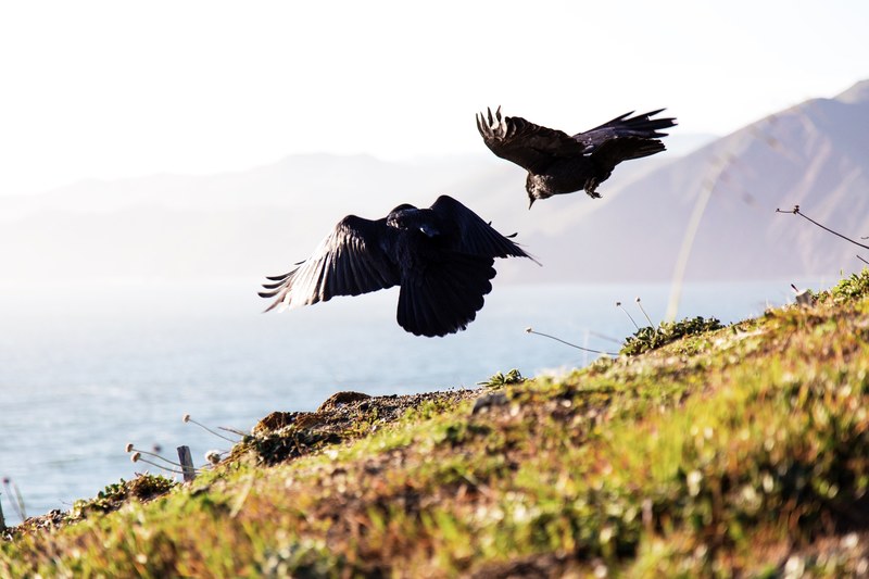 a pair of black birds flies above a grassy hill overlooking a body of water, pair of flying black birds 4k