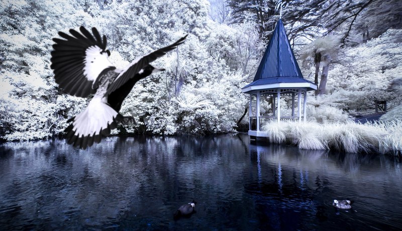 an albatross bird preparing to land on a lake which is surrounded by snow covered trees a white gazebo with a blue roof sits on the shore of the lake, bird and gazebo on winter lake 4k