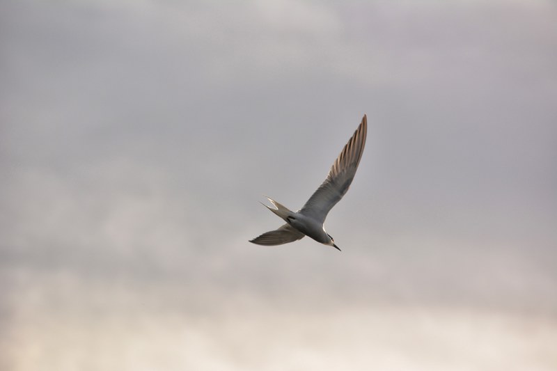 feather wing animal and bird 4k