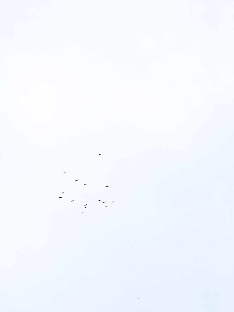 sky bird flock bird and flying hd, 4k