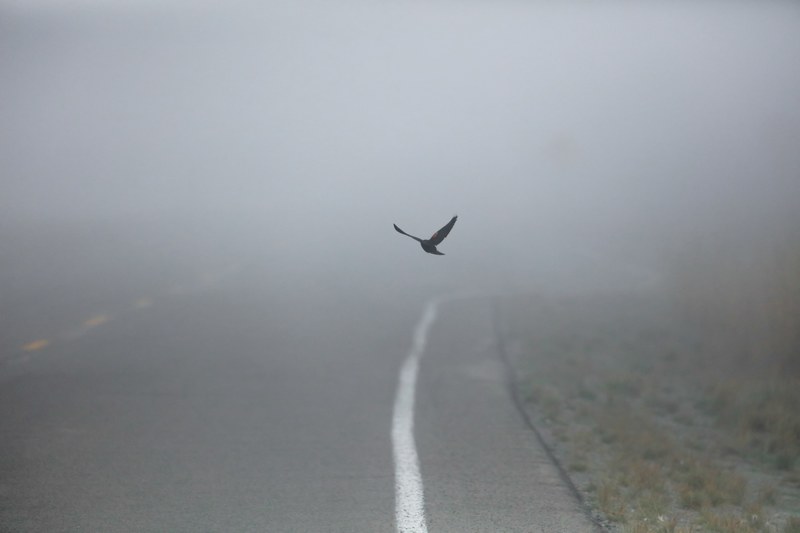 single bird flies through the fog over a rural road, bird through the fog 4k
