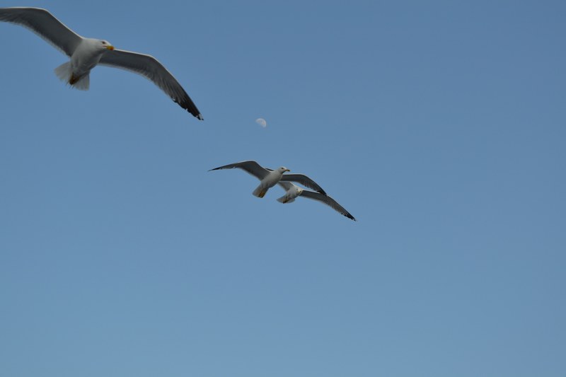 sky moon albatross and sea 4k