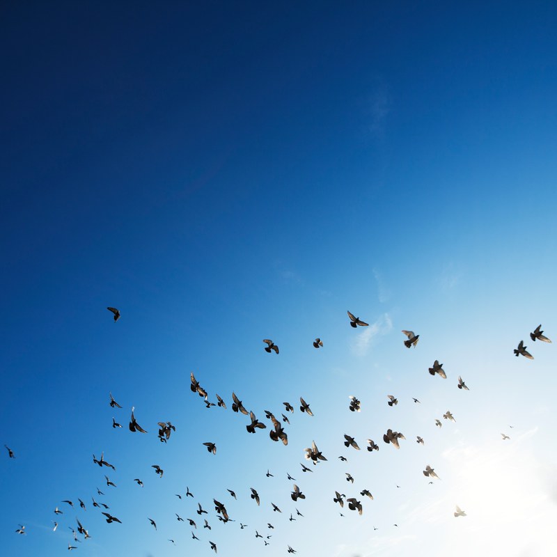 bird sky flying and pigeon 4k