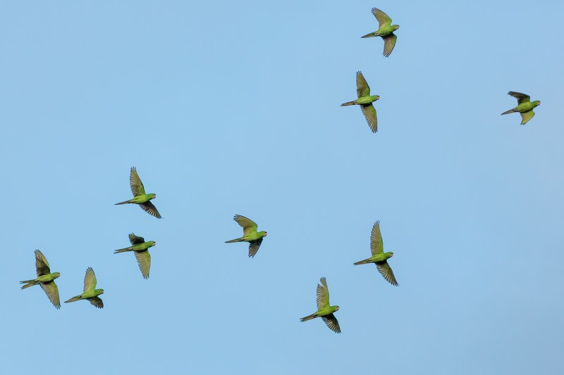 bird parrot sky and wing 4k