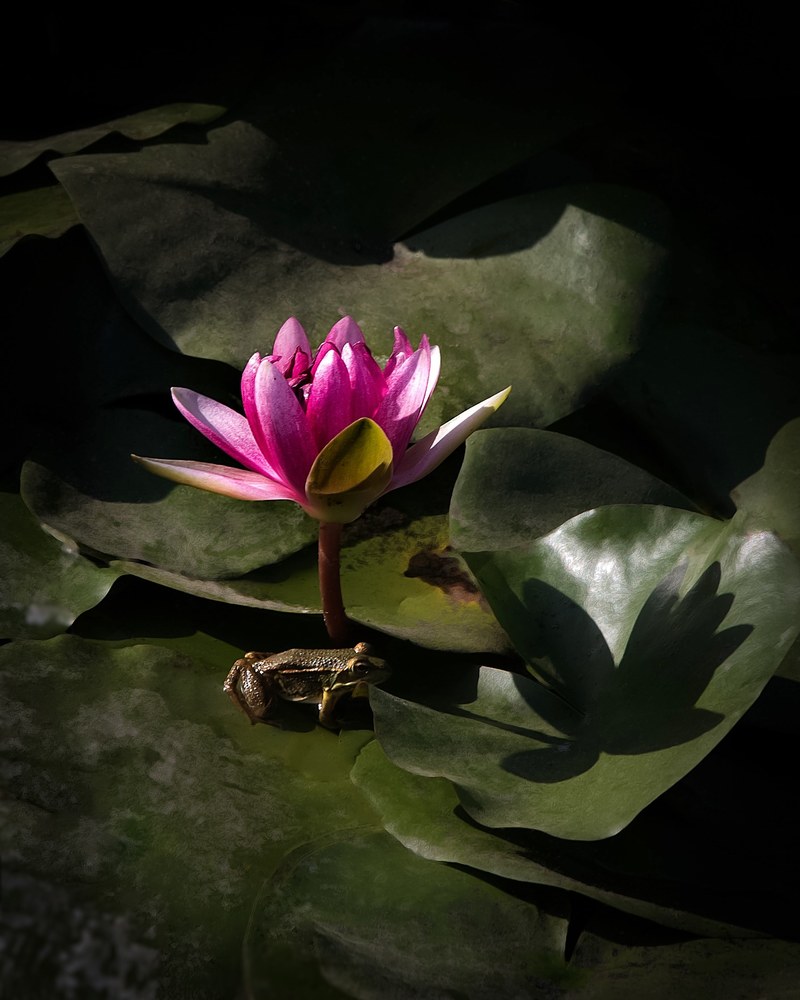 lotus flower 4k