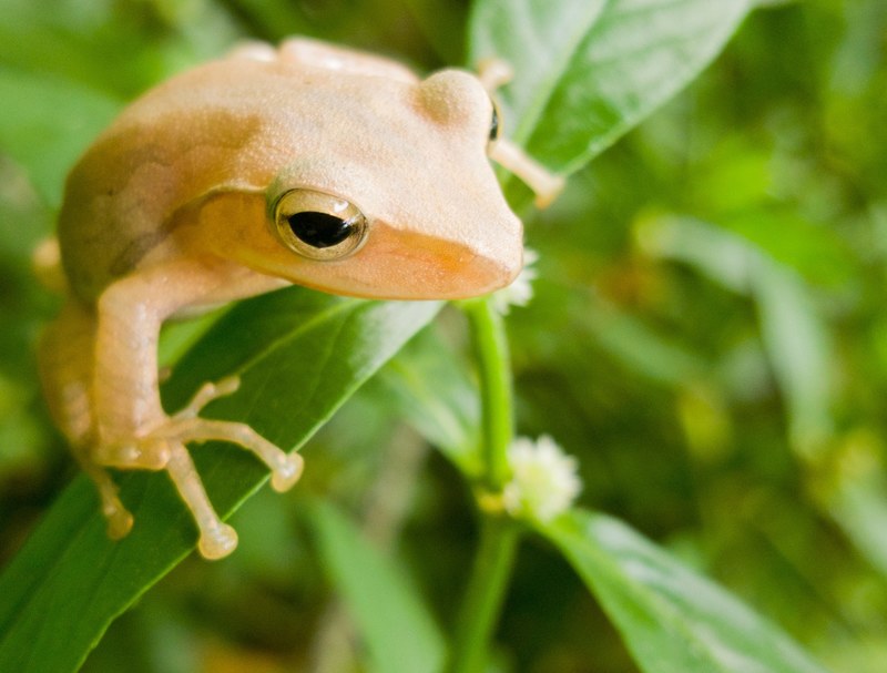 frog closeup frog eye and macro 4k