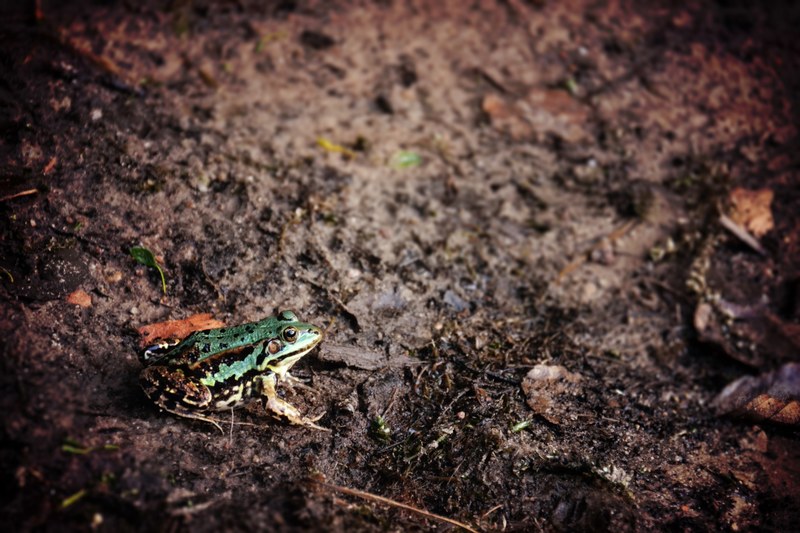 a green frog sitting on the muddy ground, green frog on mud 4k