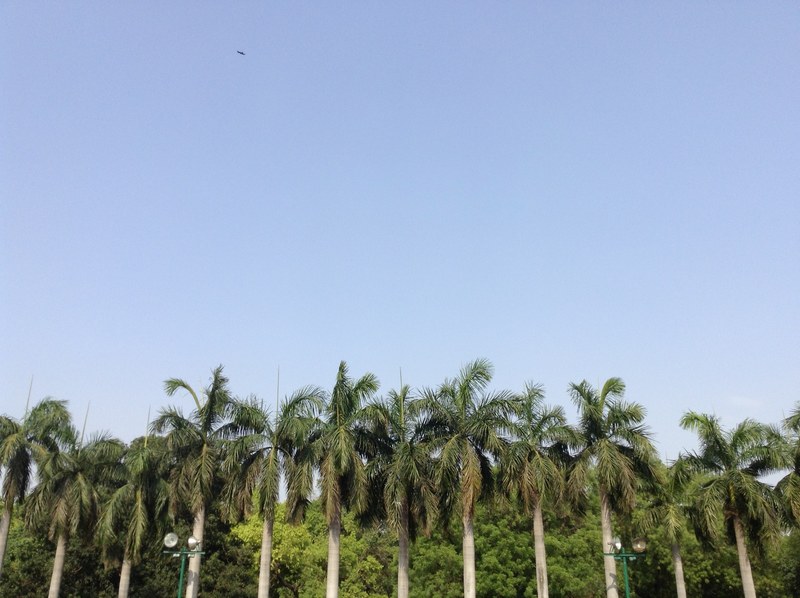 palm tree sky tree and palm 4k