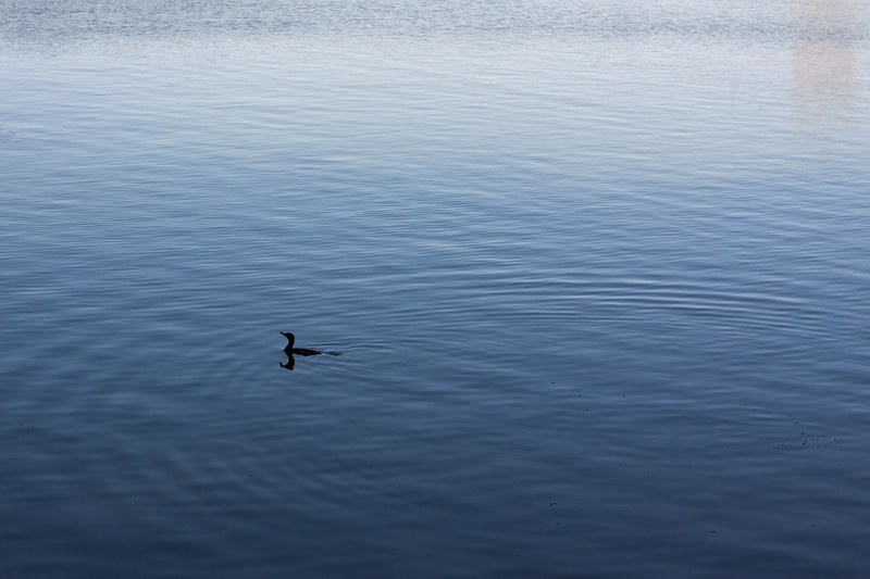 ripple lake and duck 4k