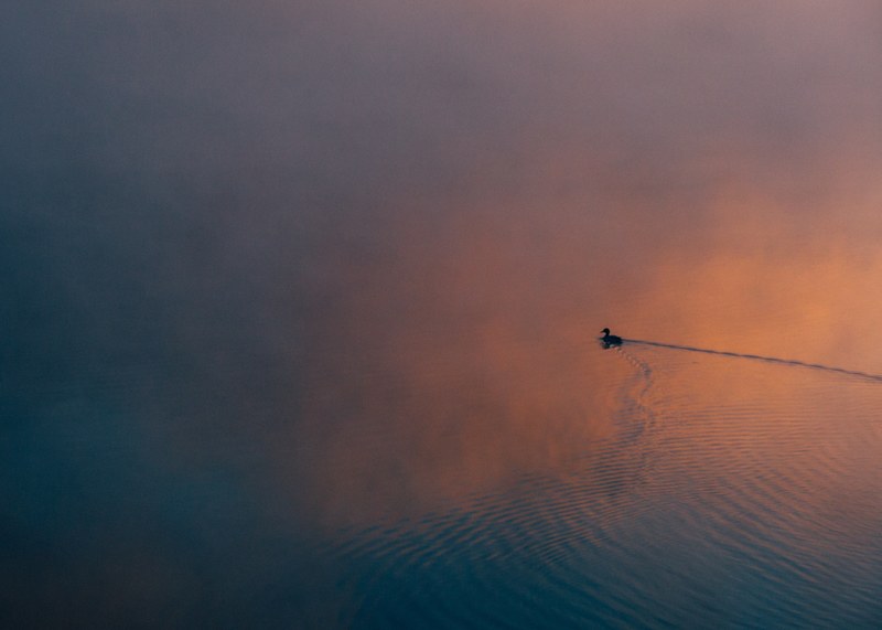 silhouette of dusk swimming through a calm misty lake on a colorful evening, duck at dusk 4k