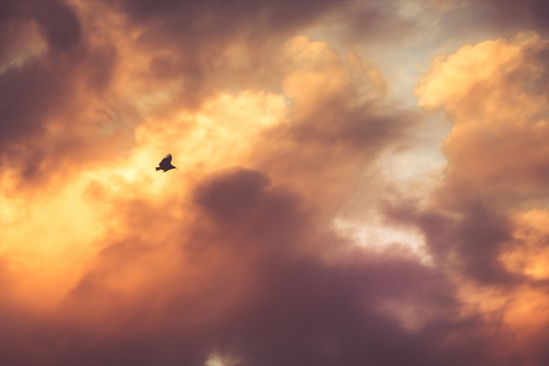a dark silhouette of a bird against a fiery sky during sunset, bird in flight at dusk 4k