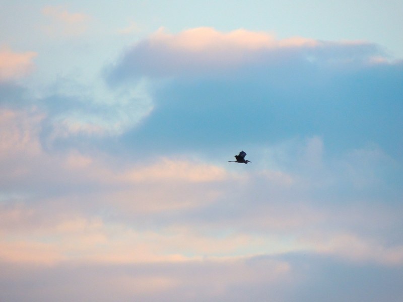 sky sunset soaring and heron in flight 4k