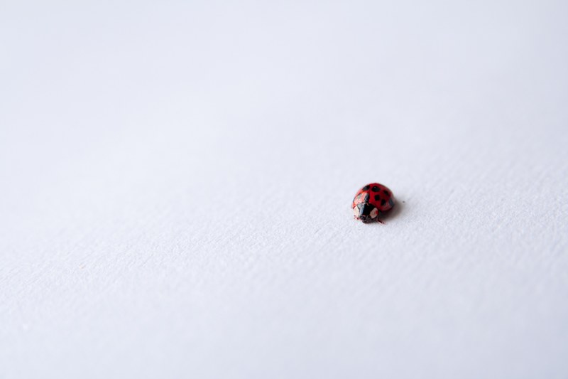 a macro shot of a ladybug on a smooth white surface, ladybug on white 4k