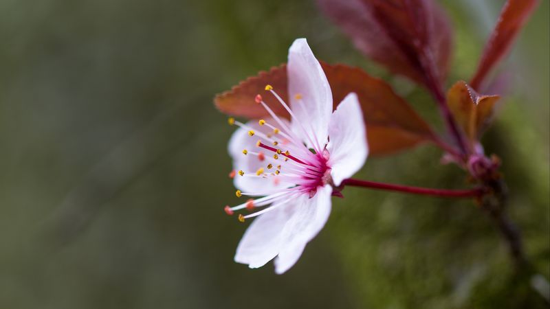 flowers, pollen, petals, bloom, 4k