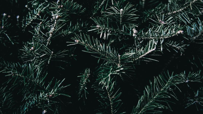 spruce, branches, spines, 4k