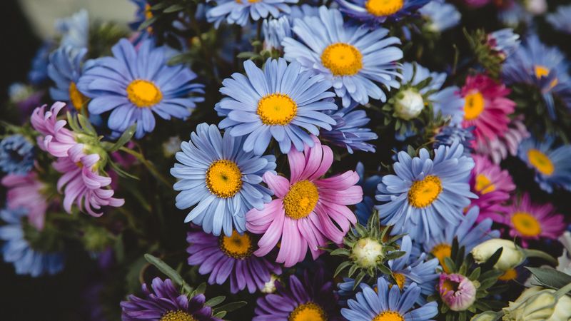 flowers, colorful, bouquet, 4k