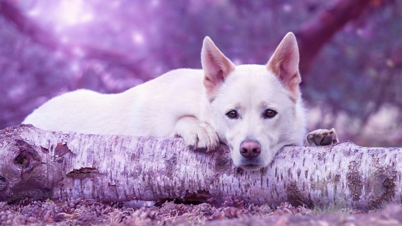 dog muzzle, log, lying, 4k