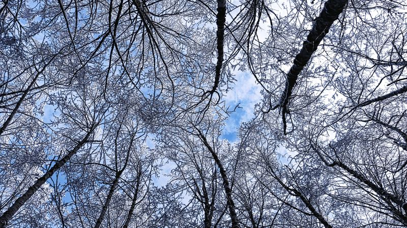 trees, winter, hoarfrost, sky, bottom view, 4k