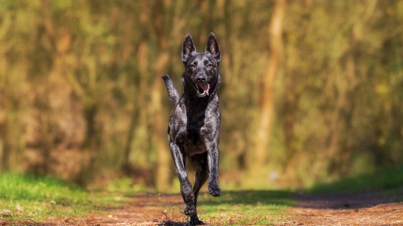 dog, running, walk, 4k