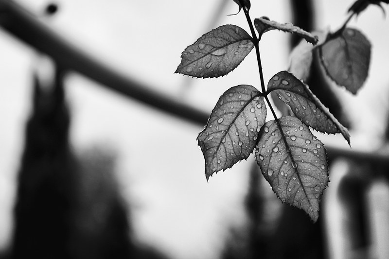 black and white macro shot of leaves with droplets of water and branch in karmiel, water on leaves in karmiel 4k