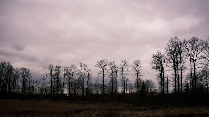 trees, cloudy, field, grass, 4k