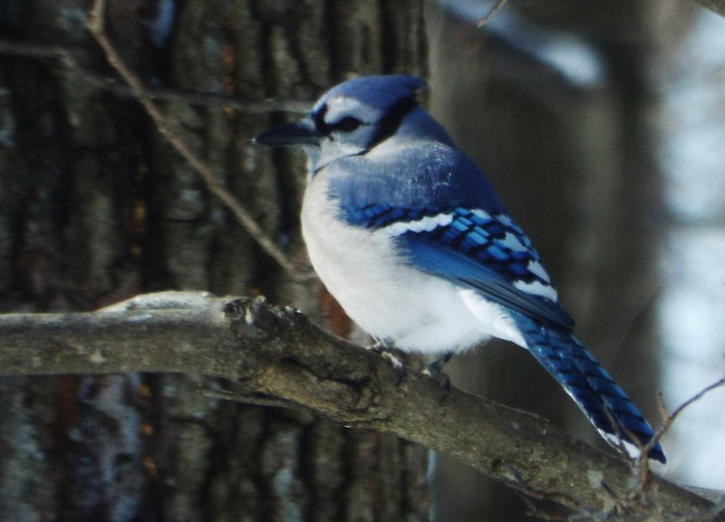 bird water travel and fun 4k