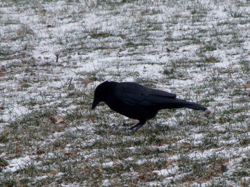 crow bird and nature photography 4k