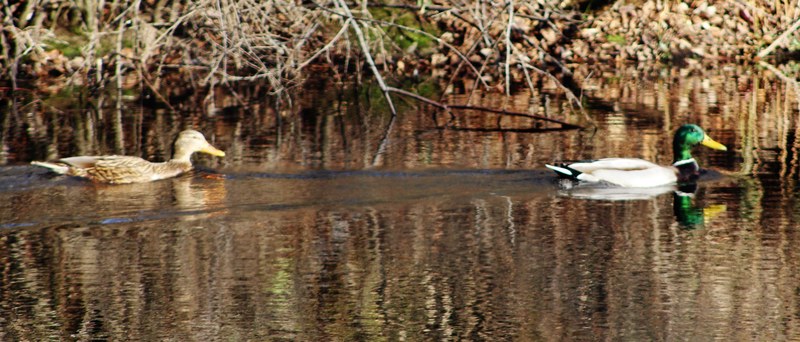 mallard duck bird and nature photography 4k