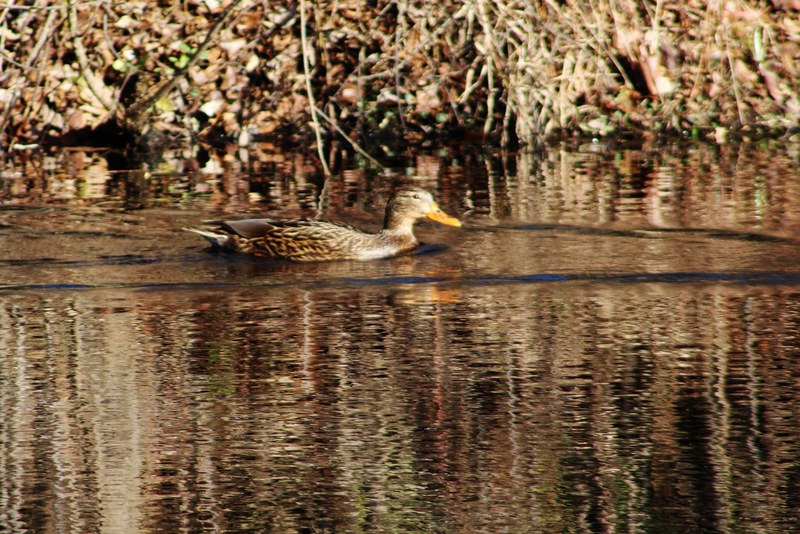 female mallard duck bird and nature photography 4k