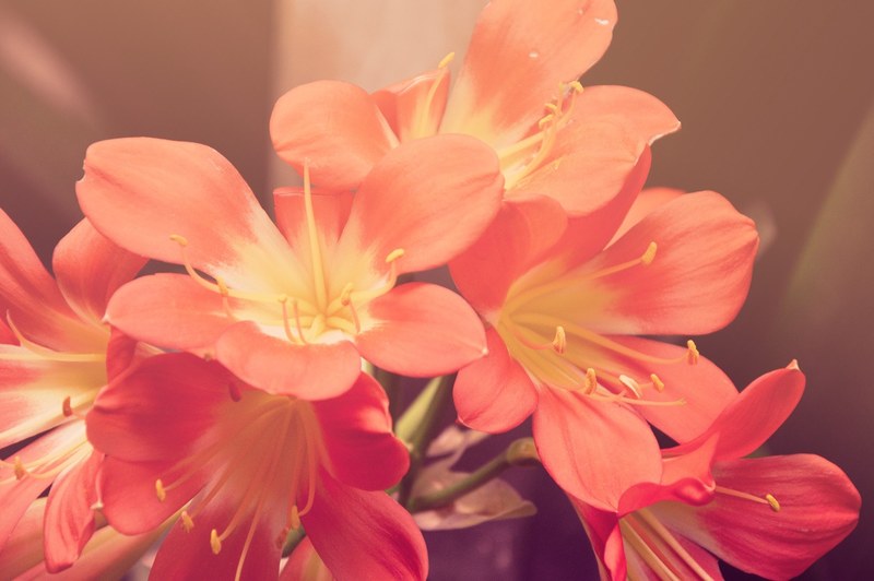 flower petal floral and plant 4k