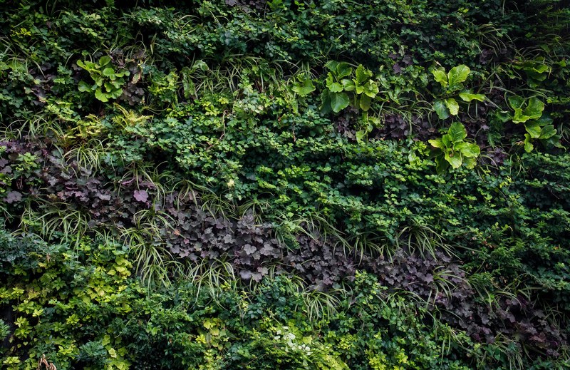 plant oak herbal and environmental 4k