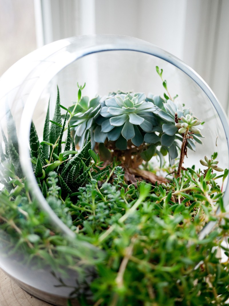 a close up of a spherical terrarium housing diverse succulents, succulents in a terrarium 4k