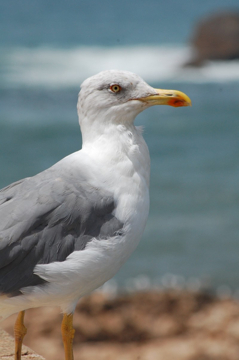 morocco sea and seagull hd, 4k