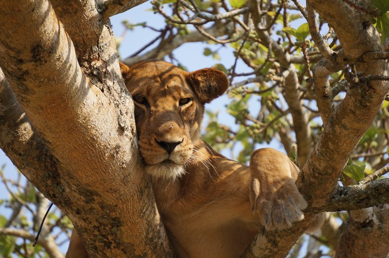 a sleepy female lion nested between the branches of a tree in queen elizabeth national park, lion in the branches 4k
