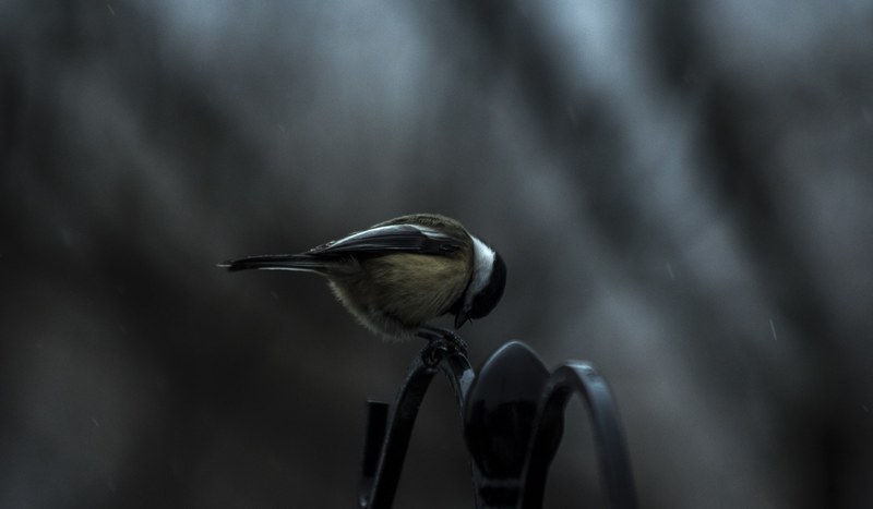 small blue tit bird perched alone outside, bird perched on railing 4k